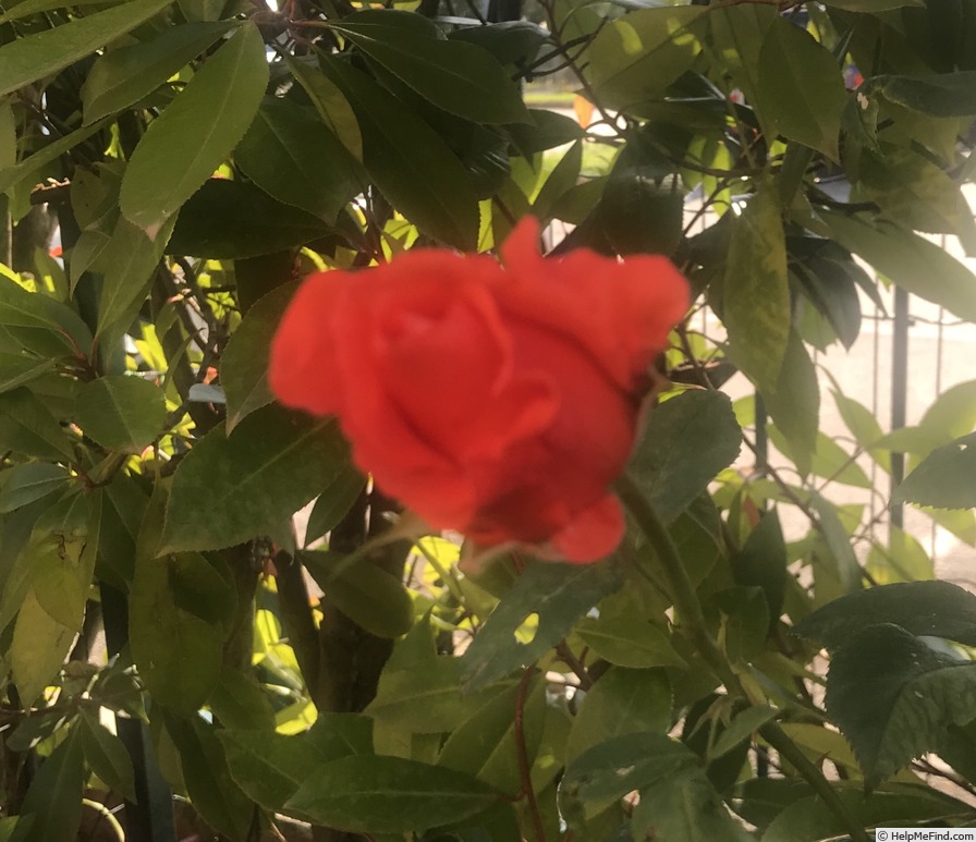 'Ramona (floribunda, Noack, 1977)' rose photo