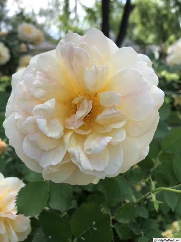'EGS1' rose photo