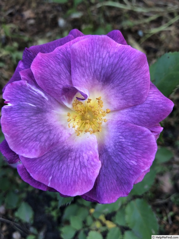 'Blue For You (Floribunda, James, 2001)' rose photo