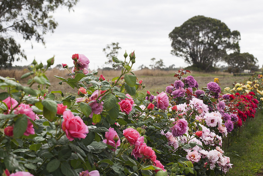 'Wagner's Rose Nursery'  photo