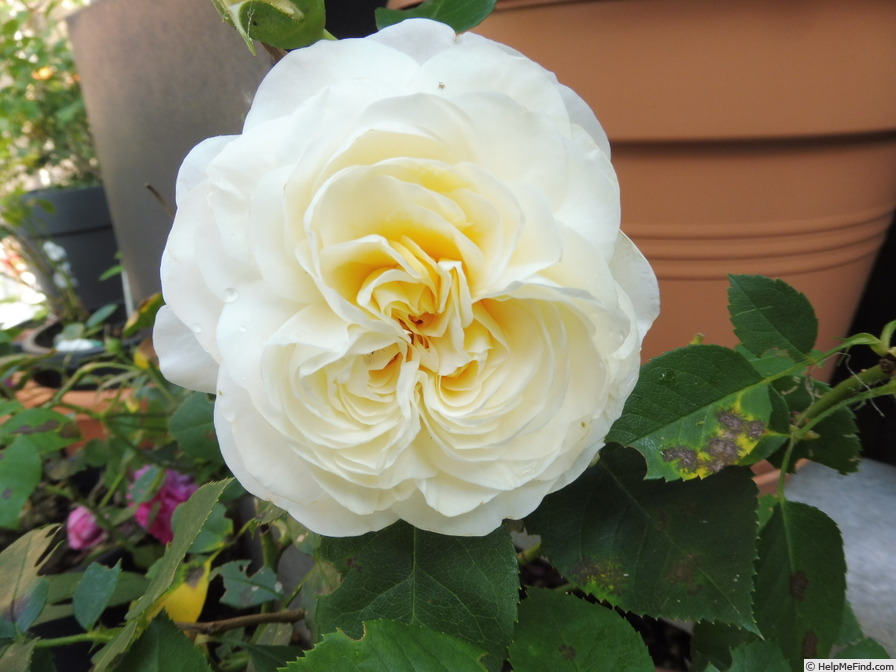 'Lady Romantica ®' rose photo