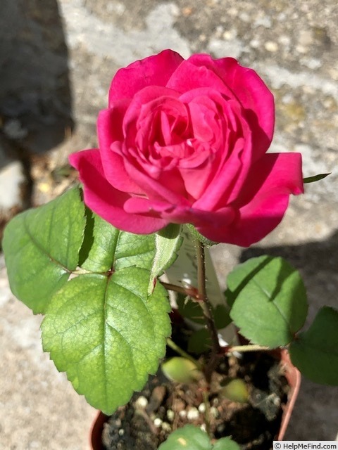 'ATZ29PDKOPPext' rose, click to enlarge 'ATZ29PDKOPPext' rose photo