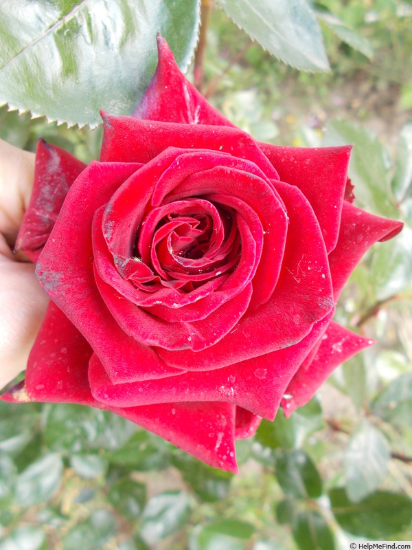 'Rouge Adam ®' rose photo