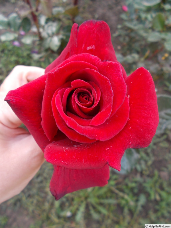 'Mister Lincoln' rose, click to enlarge 'Mister Lincoln' rose photo