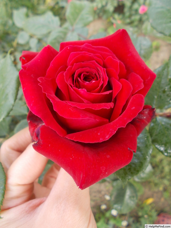 'Botero ®' rose photo