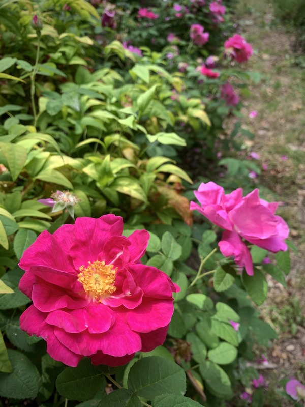'R. gallica officinalis' rose photo