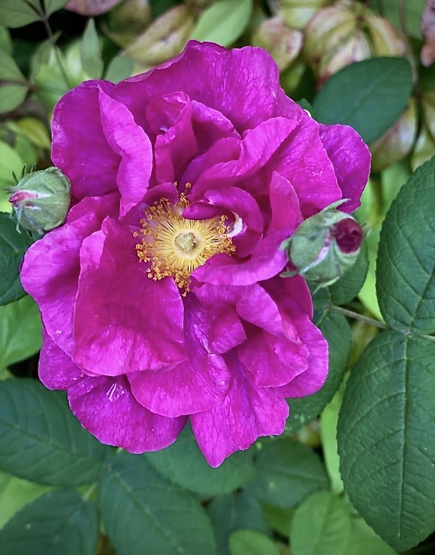 'R. gallica officinalis' rose photo