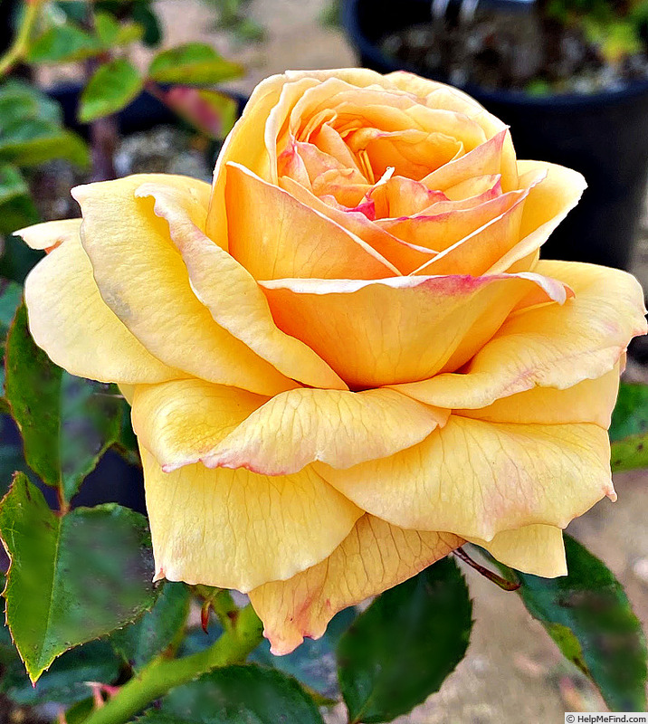 'Emiko' rose photo