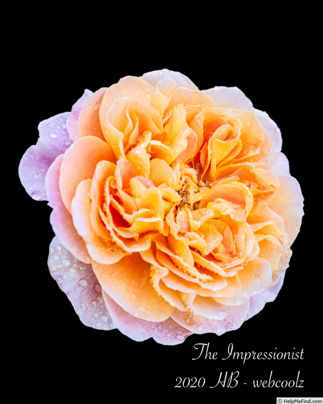 'The Impressionist ™ (shrub, Clements 2000)' rose photo