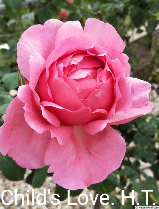 'Child's Love' rose photo