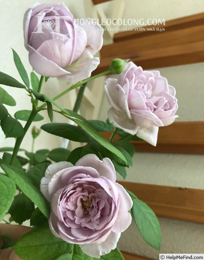 'Shinoburedo' rose photo