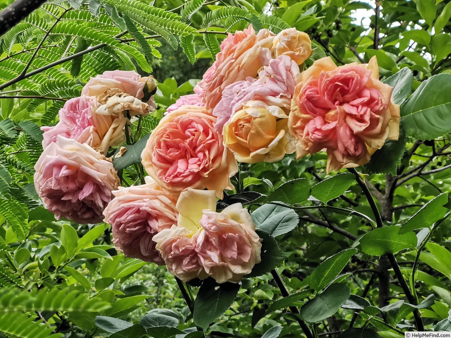 'Alchemist' rose photo