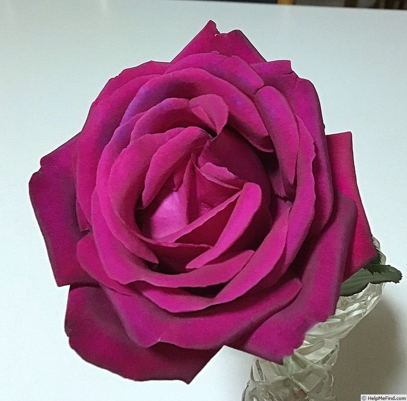 'Brindabella Monarch' rose photo