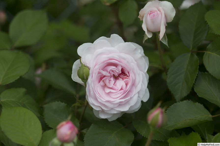 'Olivia Rose Austin ®' rose photo