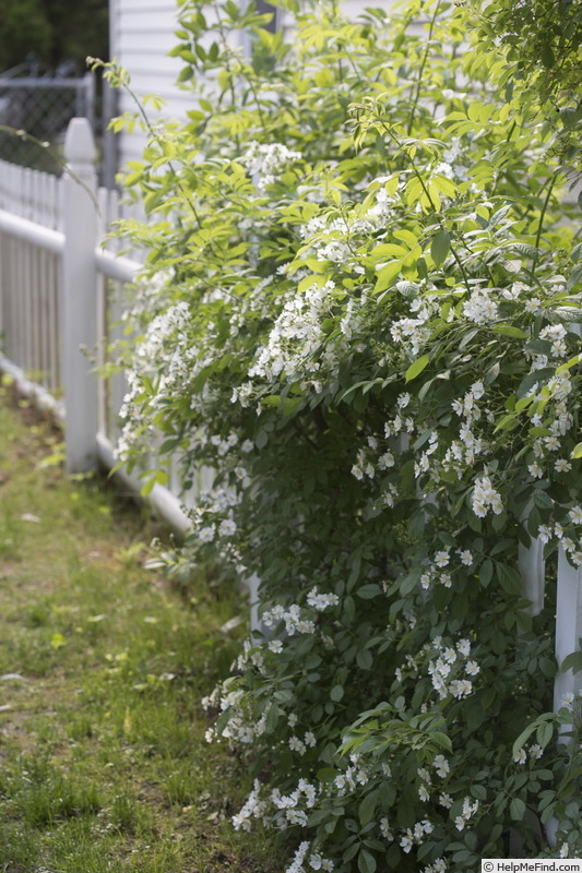 'R. multiflora' rose photo