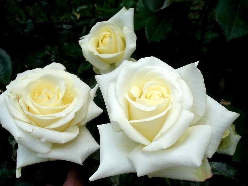 'Lemon Beauty ® (Hybrid Tea. Fryer. 2008)' rose photo