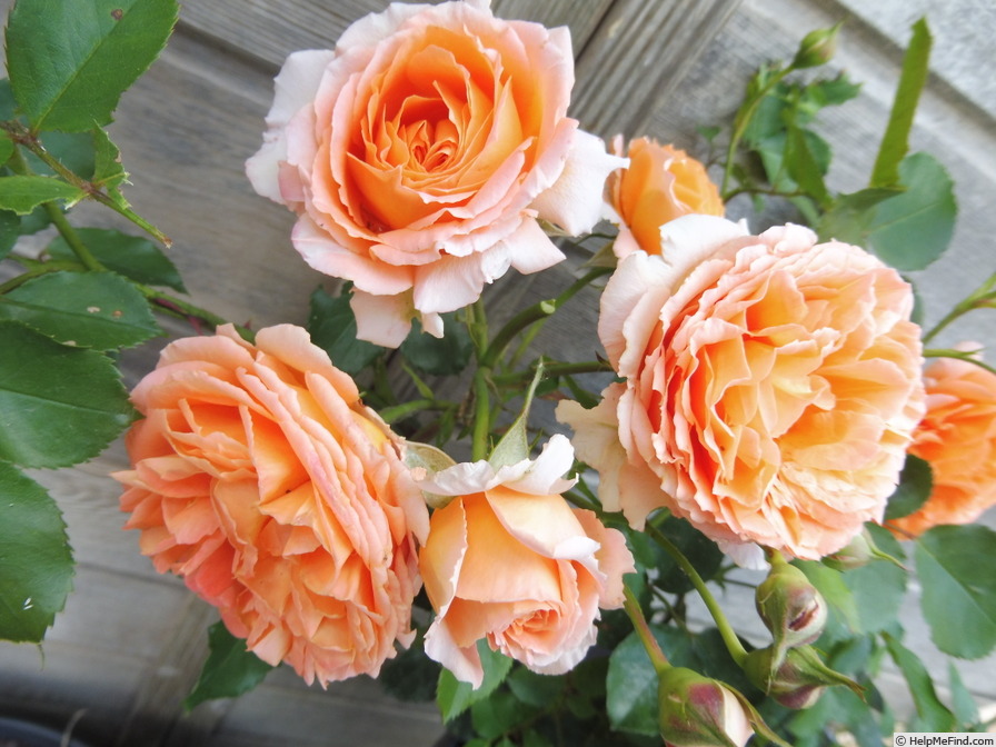 'Orange Meilove' rose photo