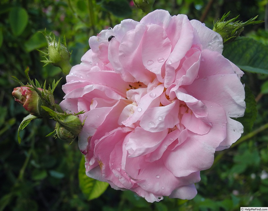 'Celsiana' rose photo