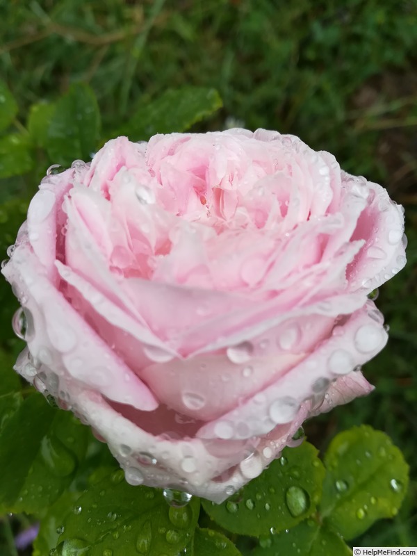 'Madame Jules Finger (hybrid tea, Guillot 1893)' rose photo