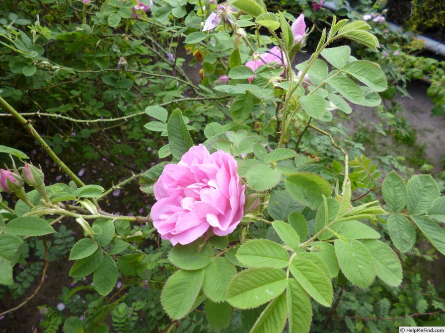 'Bernard' rose photo