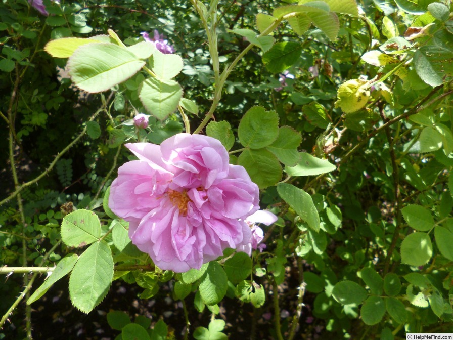 'Bernard' rose photo