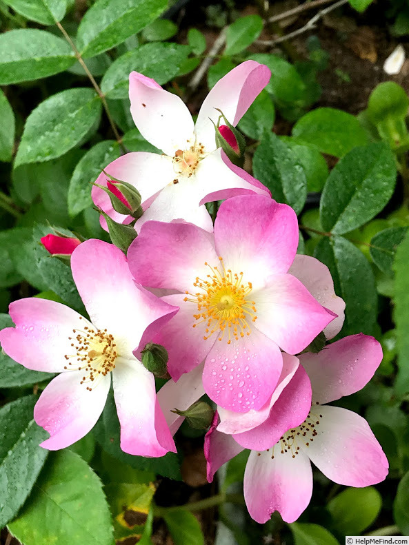 'Lyda Rose' rose photo