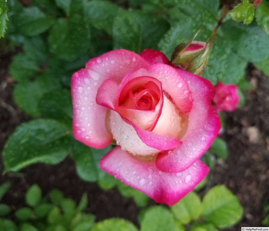 'Beauty from Within' rose photo