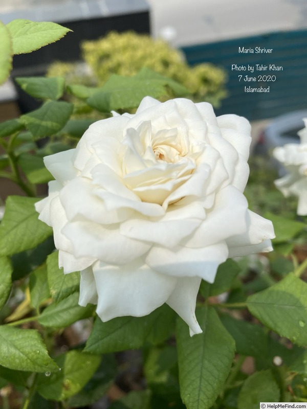 'Maria Shriver ™' rose photo