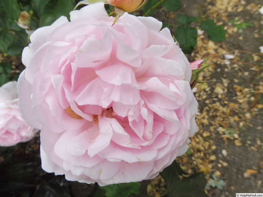 'Scepter'd Isle ®' rose photo