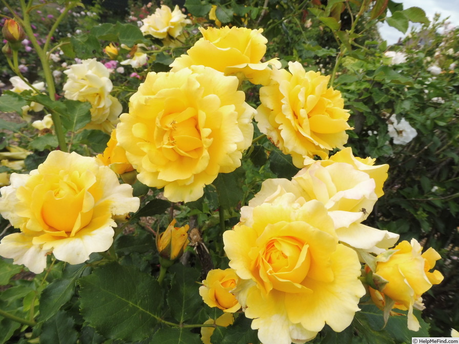 'Gold Bunny, Cl.' rose photo