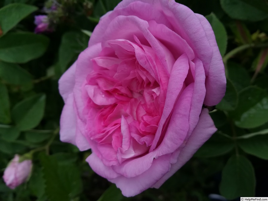 'Ipsilanti' rose photo