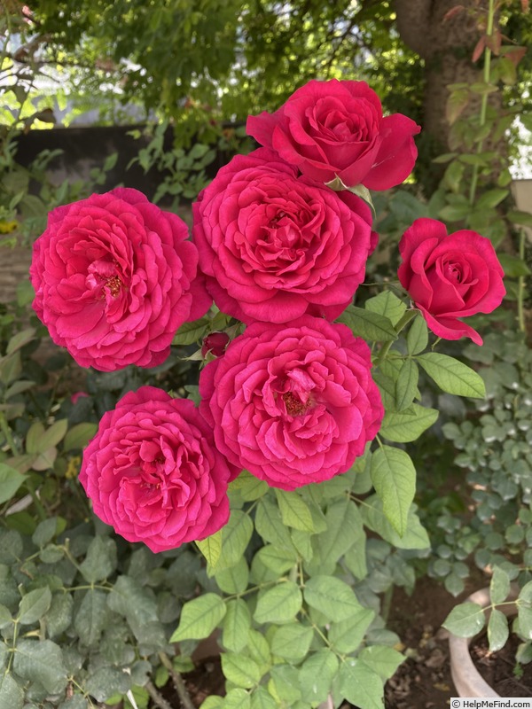 'Jennifer Rose' rose photo