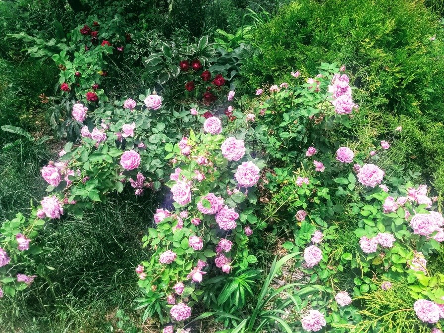 'Simone de Beauvoir Rose Garden'  photo