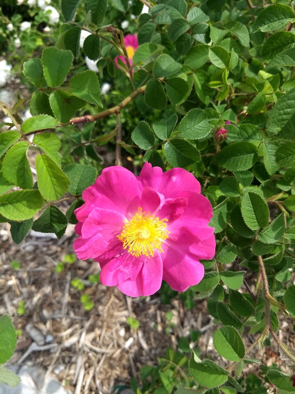 'Simone de Beauvoir Rose Garden'  photo