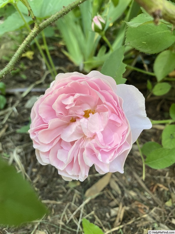 'Whetstone Garden' rose photo