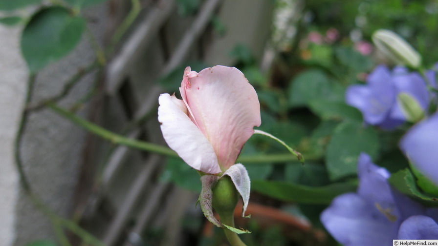'Madame Cunisset-Carnot' rose photo