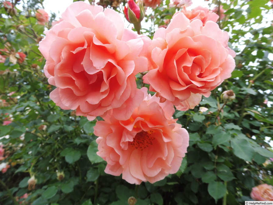 'Alibaba ®' rose photo