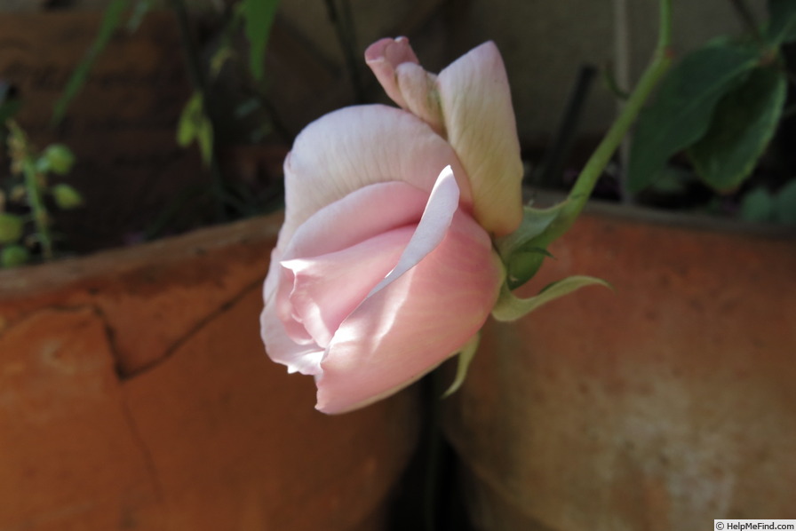 'Madame Cunisset-Carnot' rose photo