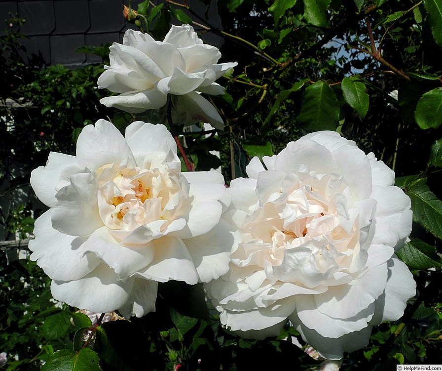 'Madame Alfred Carrière (noisette, Schwartz 1875)' rose photo