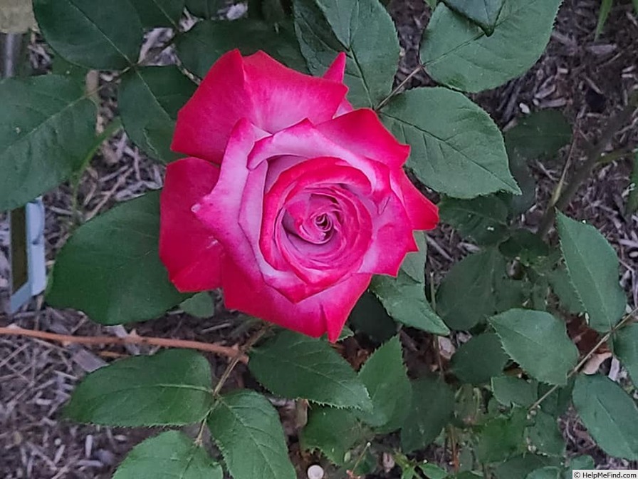 'Paradise ™ (hybrid tea, Weeks 1975)' rose photo