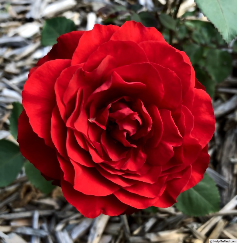 'Obsession™' rose photo