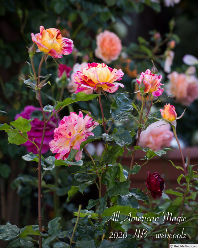 'All American Magic ™' rose photo