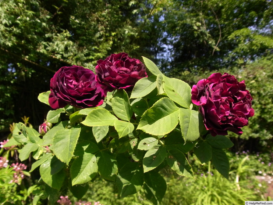 'Prince Camille de Rohan' rose photo