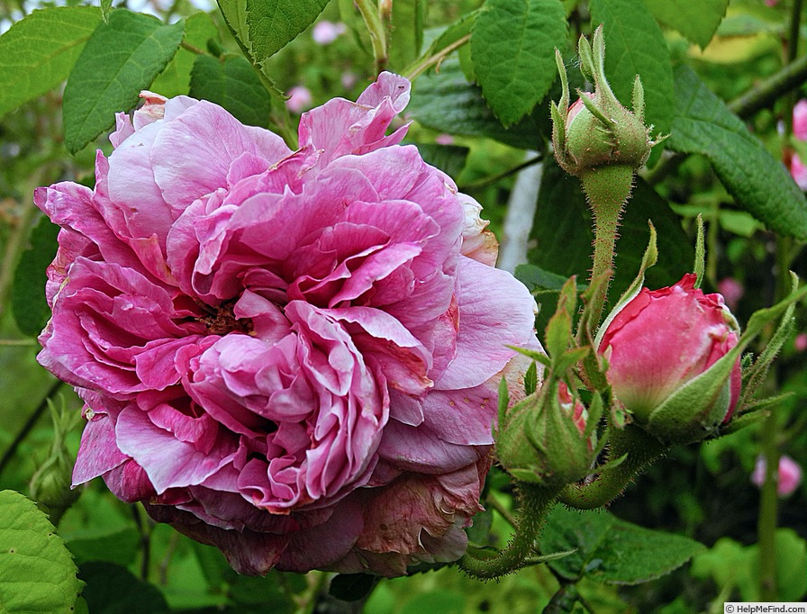 'Président de Sèze' rose, click to enlarge 'Président de Sèze' rose photo