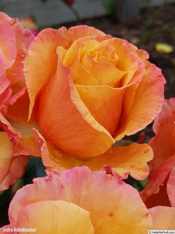 'Tuscan Sun ™' rose photo