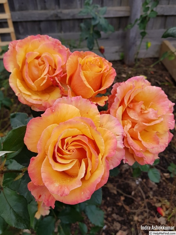 'Tuscan Sun ™' rose photo