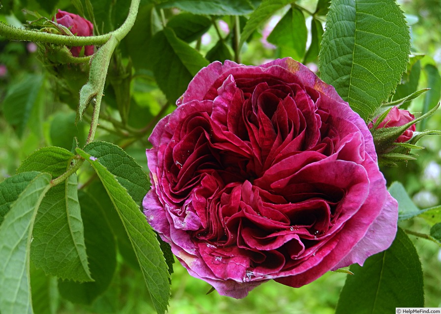 'Charles de Mills' rose photo