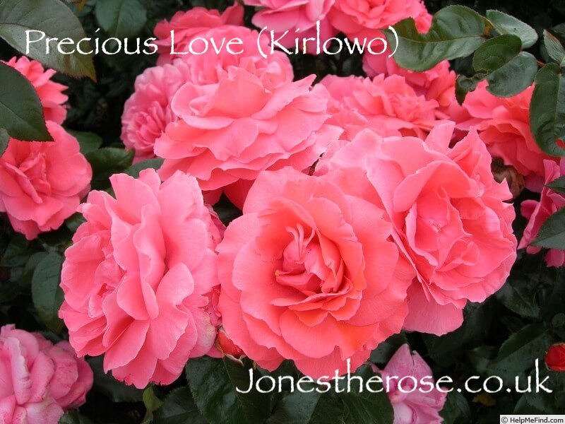 'Precious Love (floribunda, Kirkham before 2019)' rose photo