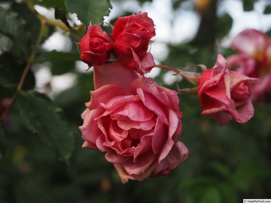'Veronica Ghislaine' rose photo