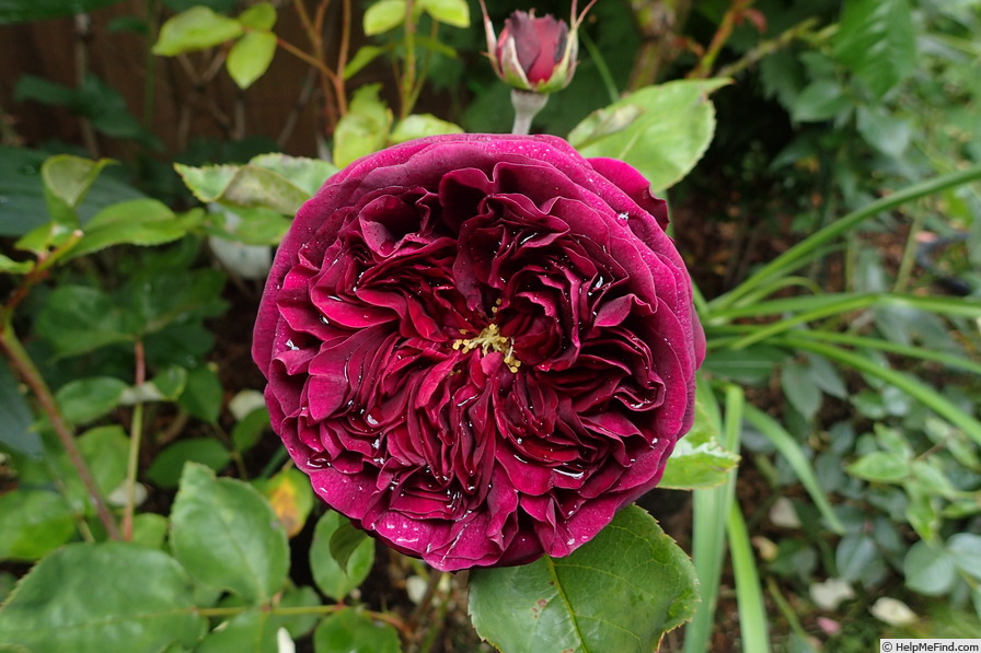 'The Prince ®' rose photo